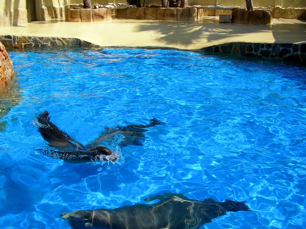 Delfinárium Marineland 